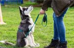 How to Make a Career in Pet Training: Read about Specialties to Consider