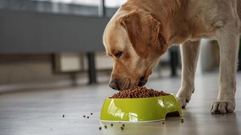 Your Comprehensive Guide to Pet Food