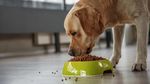 Your Comprehensive Guide to Pet Food